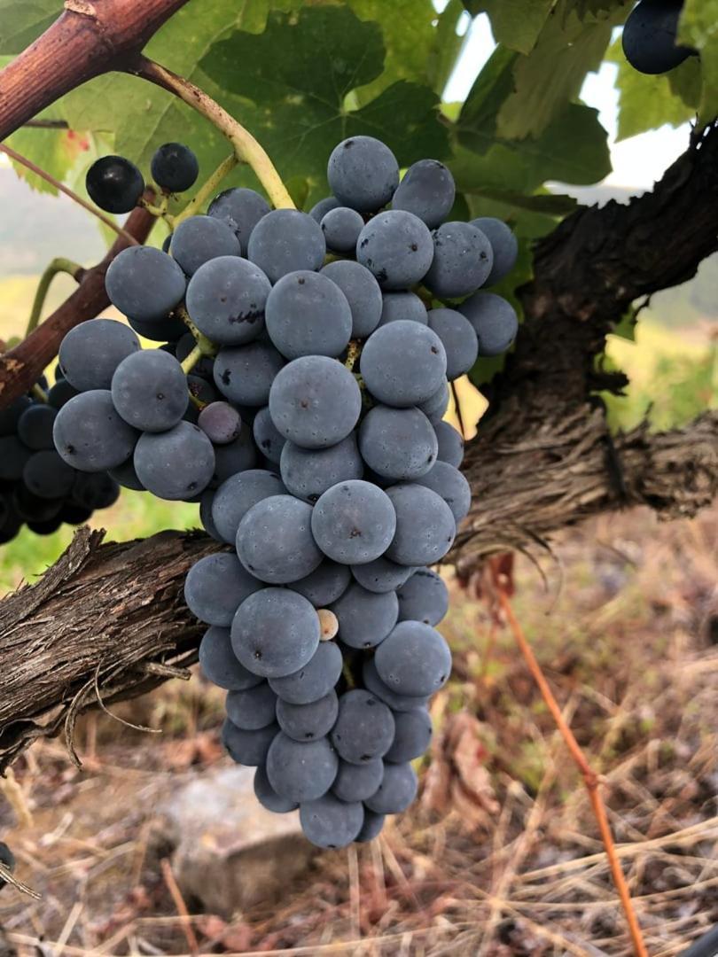 Quinta Da Penada - Vineyard & Winery - Suite 3 Шавеш Екстер'єр фото